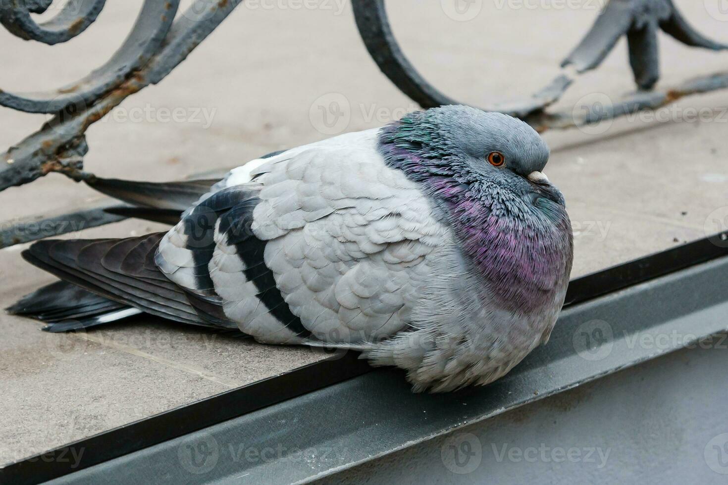 portrait of a beautiful dove photo