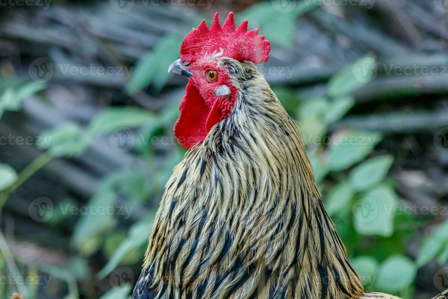 hermosa polla en césped antecedentes foto