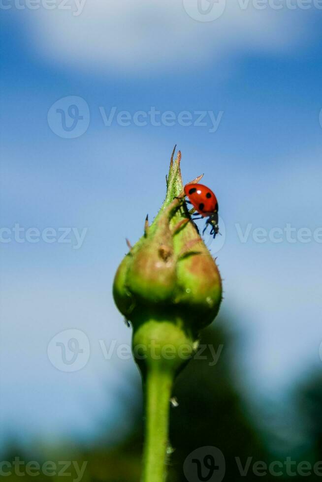 Ladybug on rose bud photo