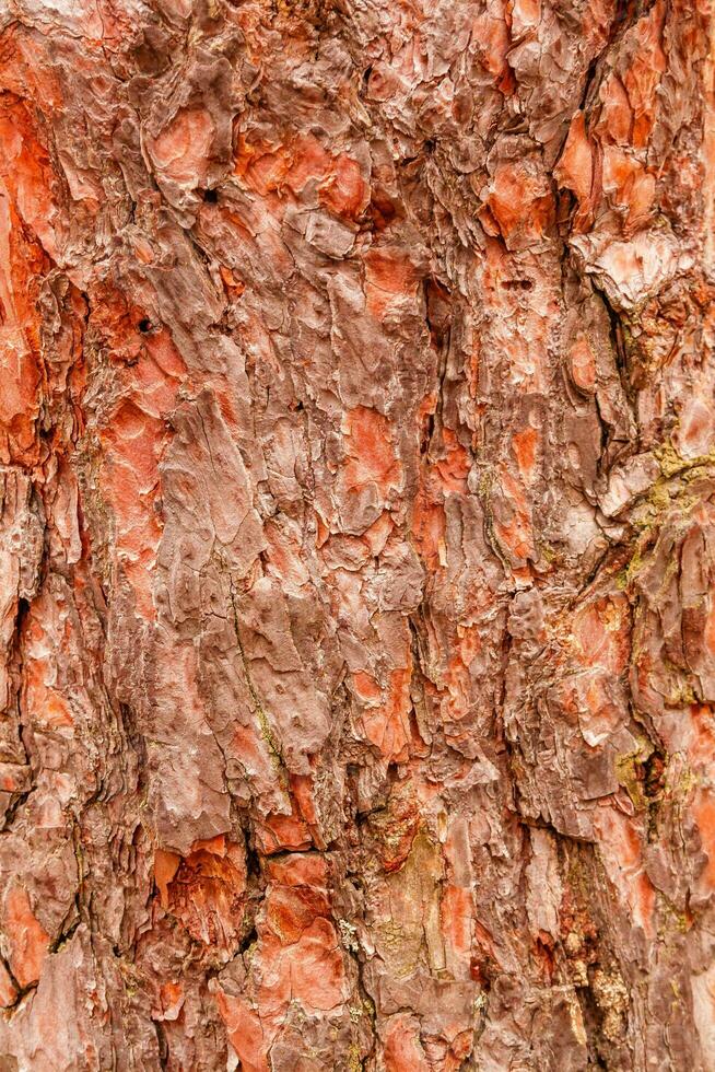 texture of bark of a fir tree photo