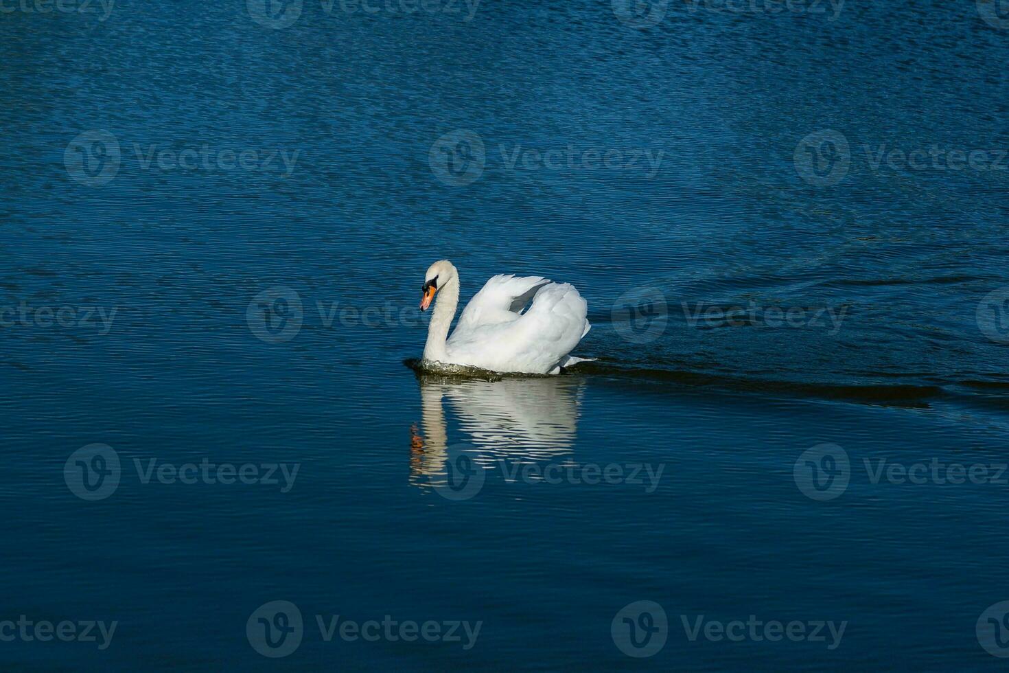 Beautiful swan floats on the lake photo