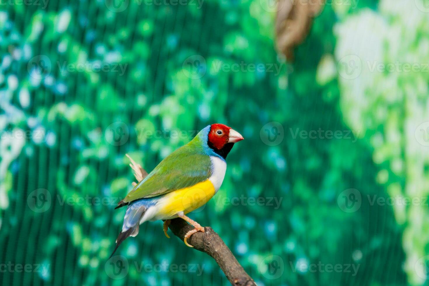 Beautiful birds Guldova Amadina Erythrura gouldiae sitting on a branch photo