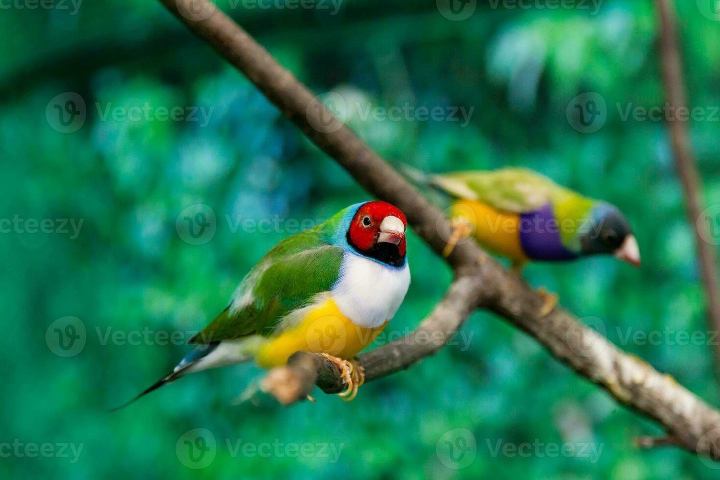 Beautiful birds Guldova Amadina Erythrura gouldiae sitting on a branch photo