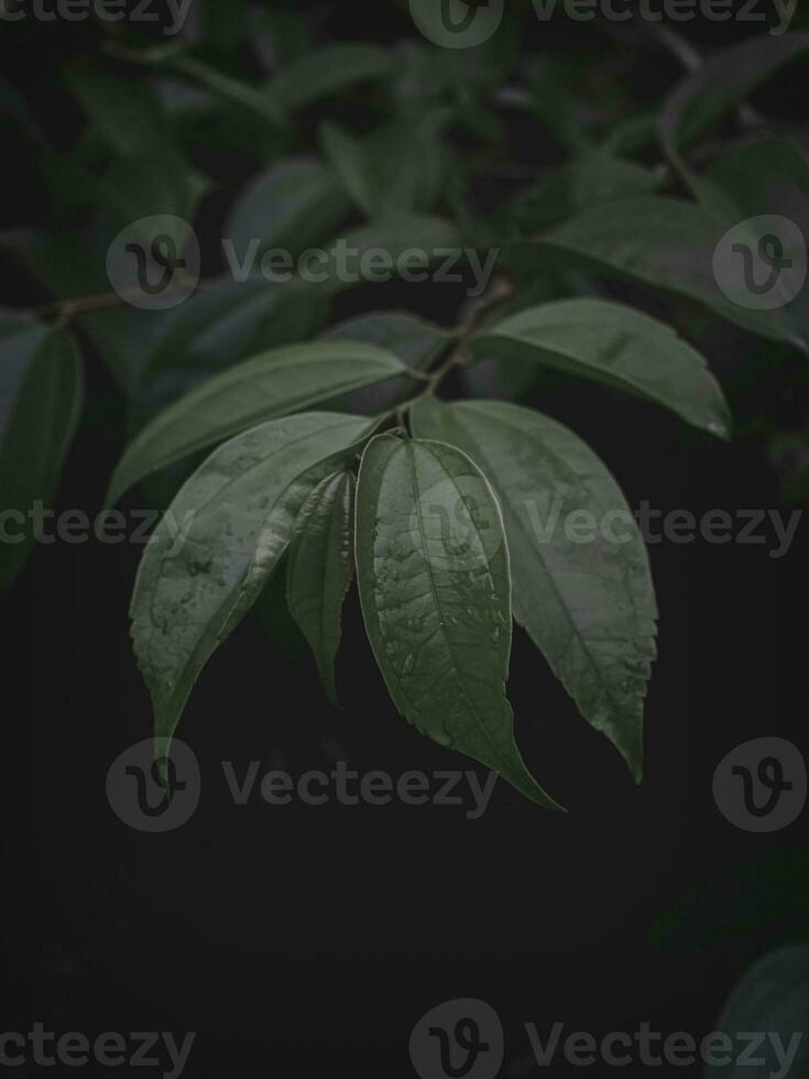 Moody green leaves of the Cinnamon plant. photo