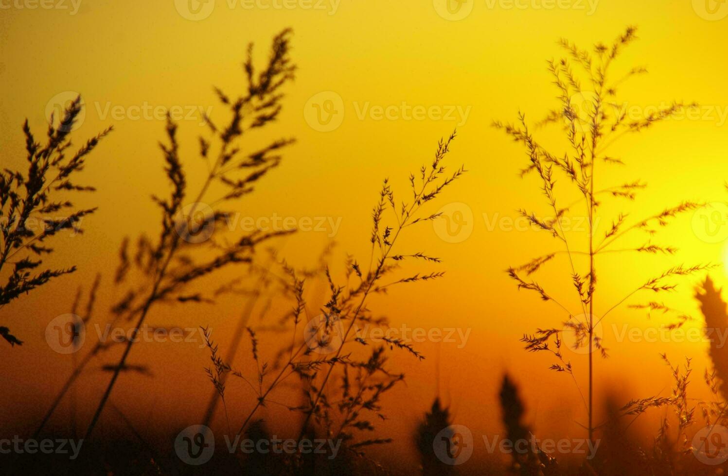 Tropical sea sunset tree sky view background photo