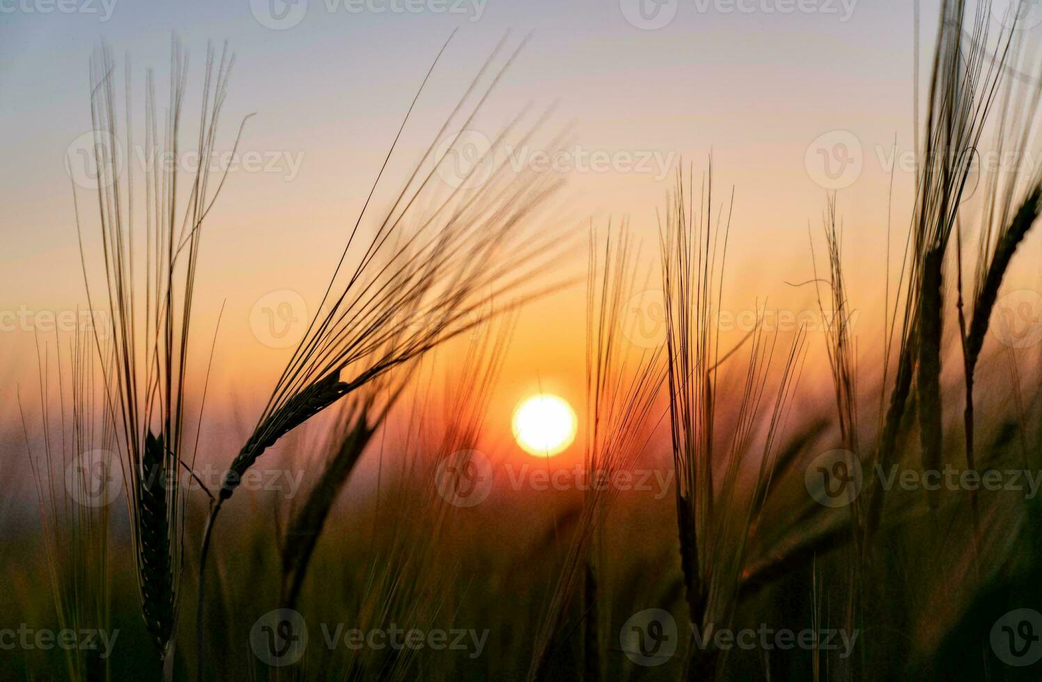 Tropical sea sunset tree sky view background photo