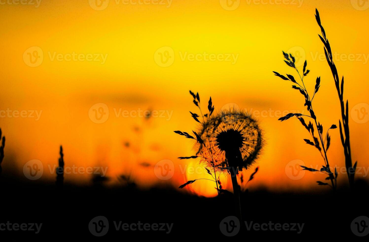 Tropical sea sunset tree sky view background photo