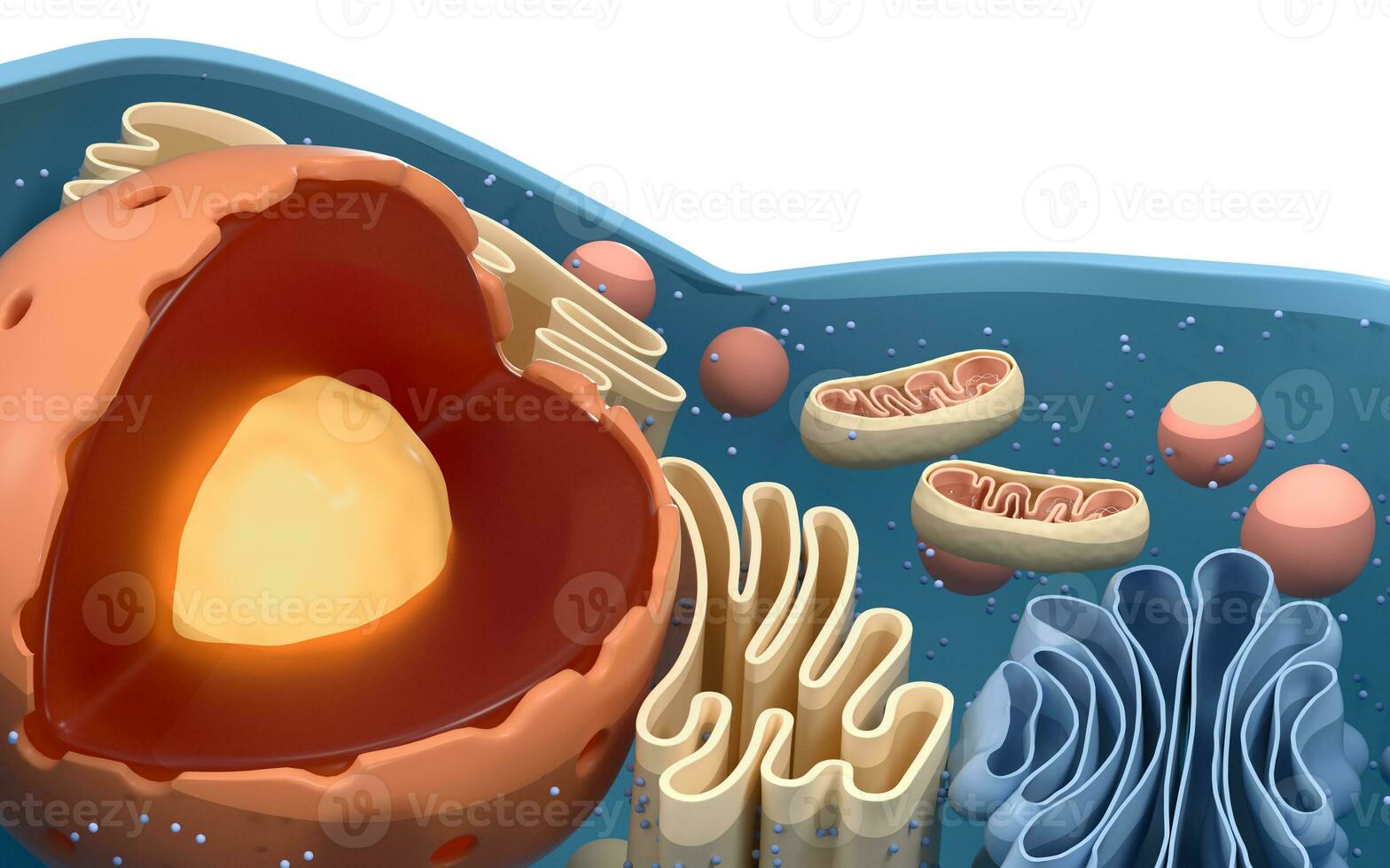 interno estructura de un animal celúla, 3d representación. sección vista. foto