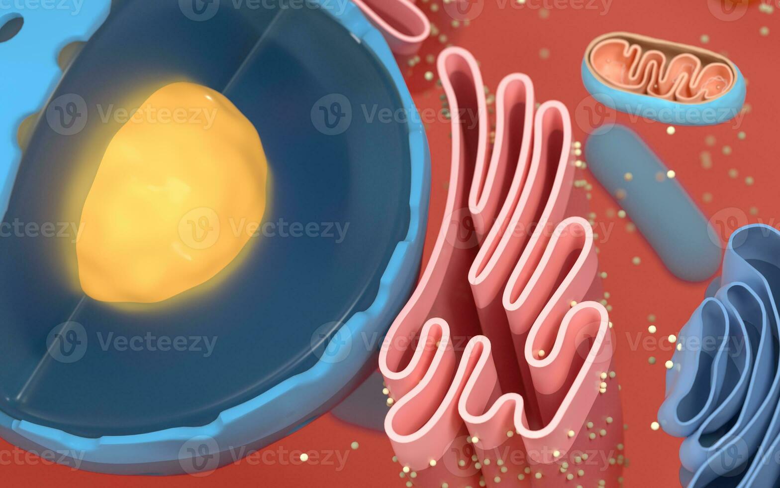 Internal structure of an animal cell, 3d rendering. Section view. photo