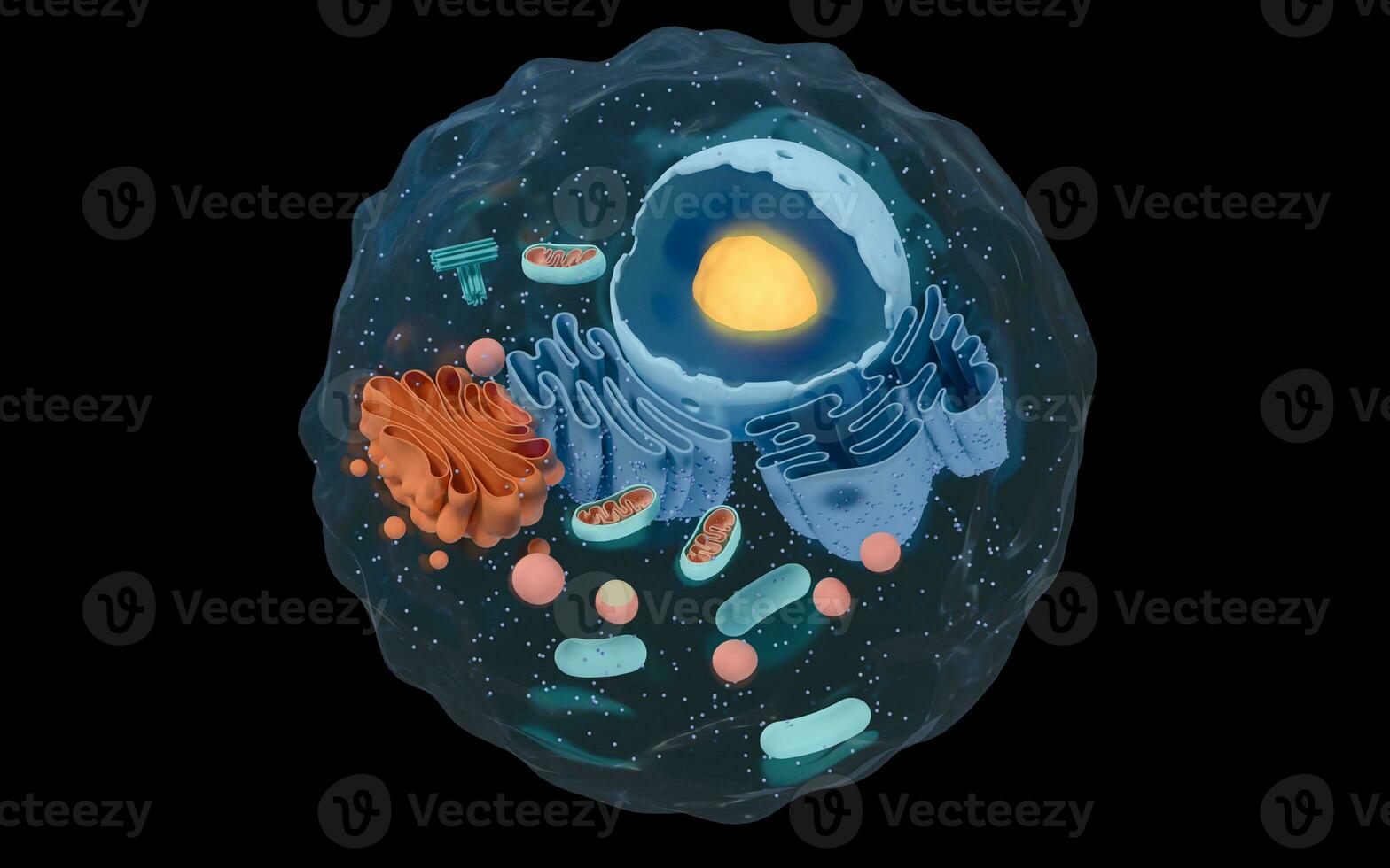 Internal structure of an animal cell, 3d rendering. Section view. photo