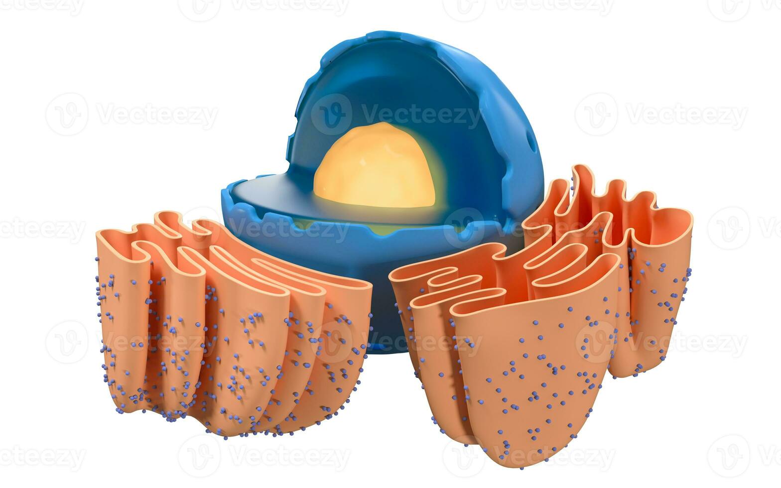 Structure of nuclear and endoplasmic reticulum in an animal cell, 3d rendering. Section view. photo