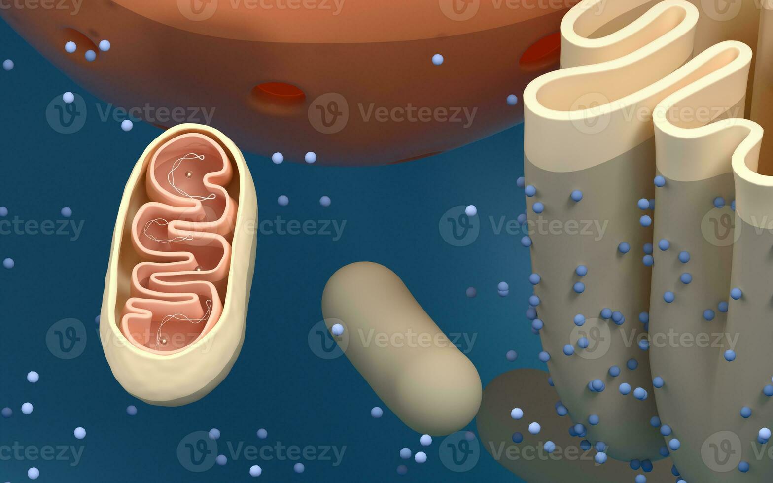 Internal structure of an animal cell, 3d rendering. Section view. photo