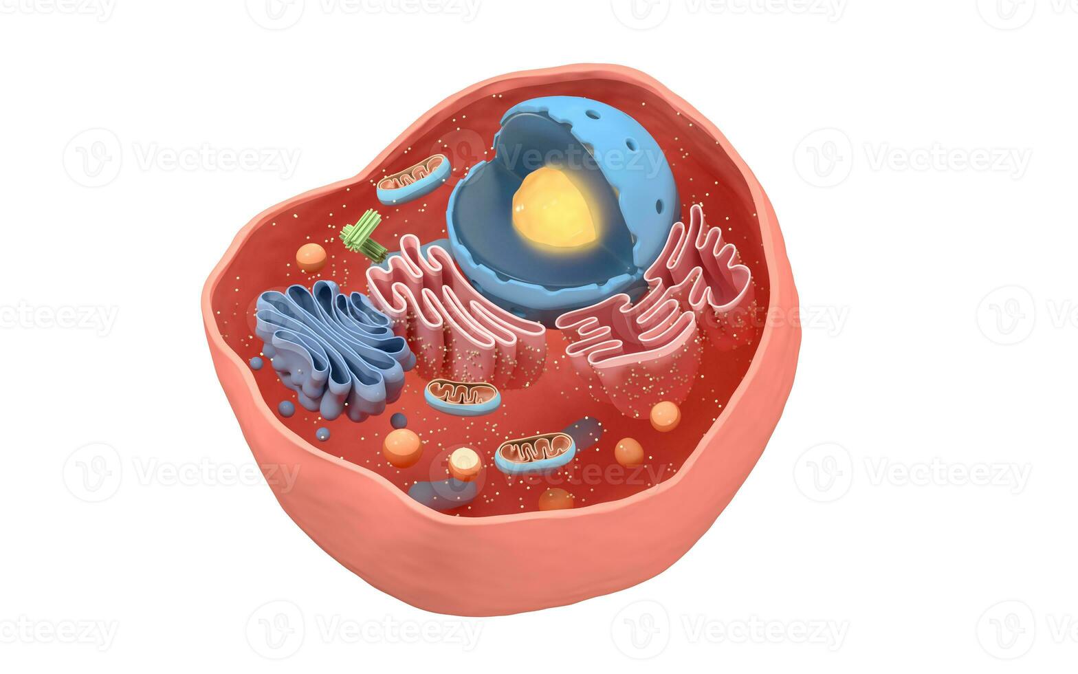 Internal structure of an animal cell, 3d rendering. Section view. photo