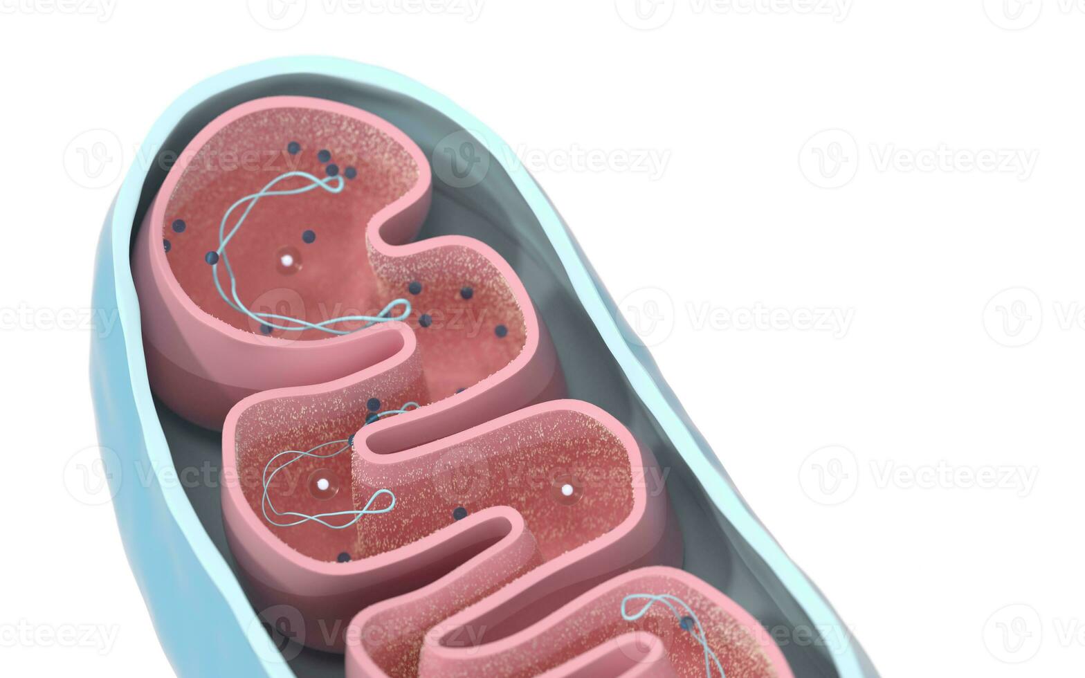 Cross-section view of Mitochondria. Medical info graphics on white background, 3d rendering. photo