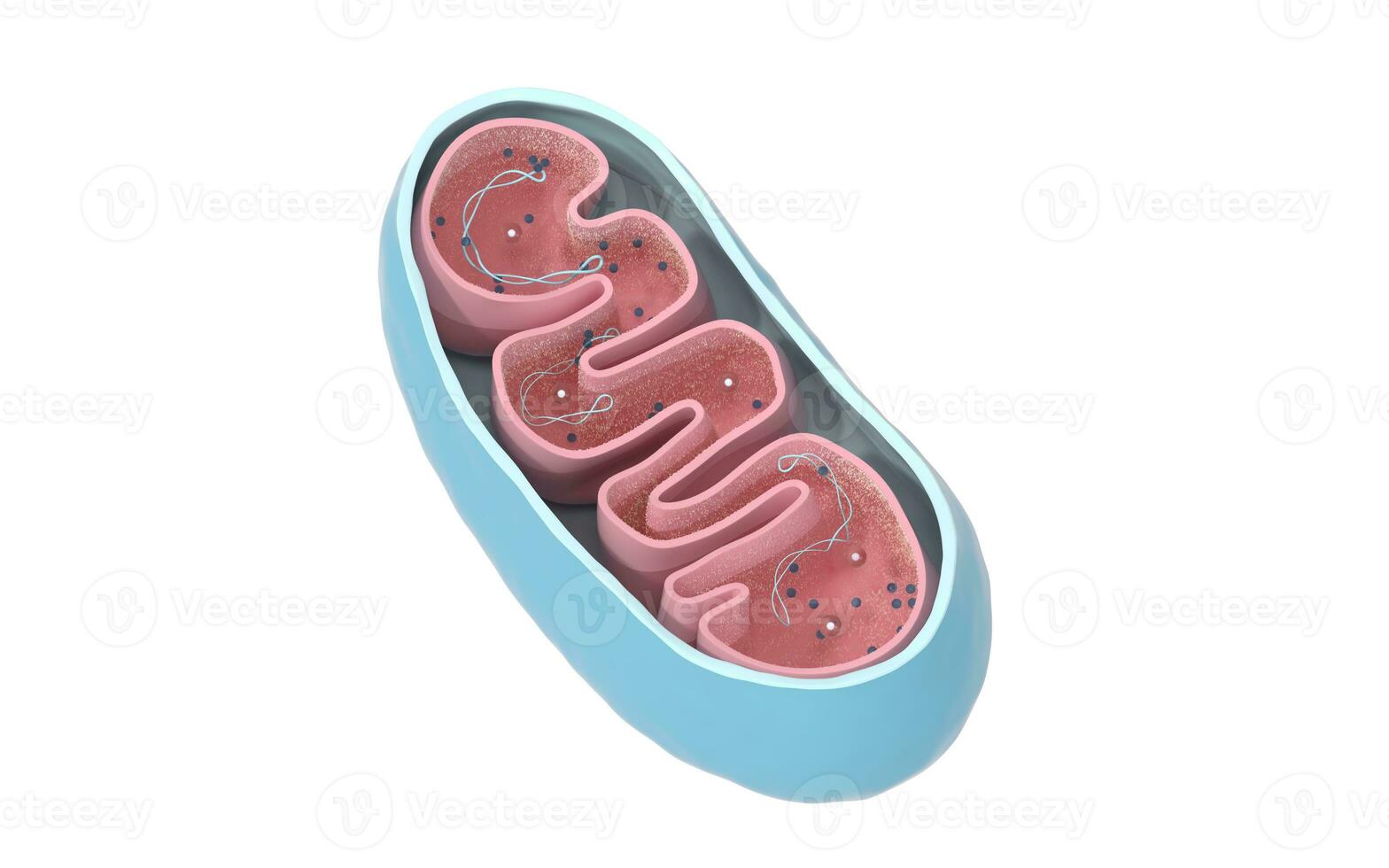 sección transversal ver de mitocondrias. médico informacion gráficos en blanco fondo, 3d representación. foto