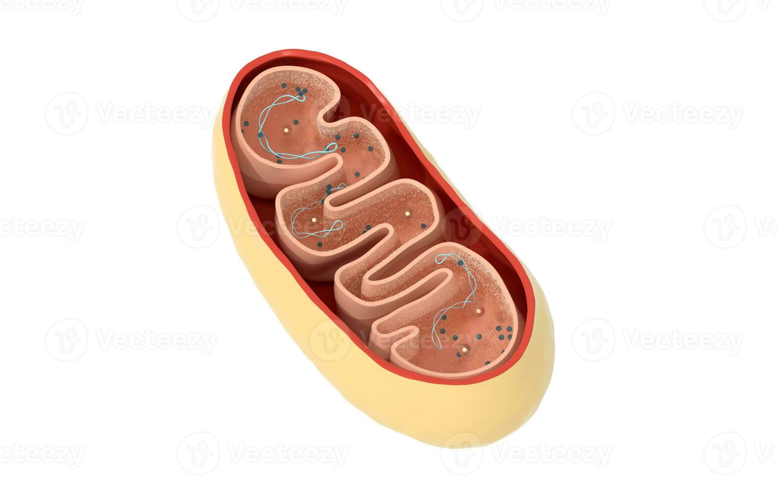 Cross-section view of Mitochondria. Medical info graphics on white background, 3d rendering. photo
