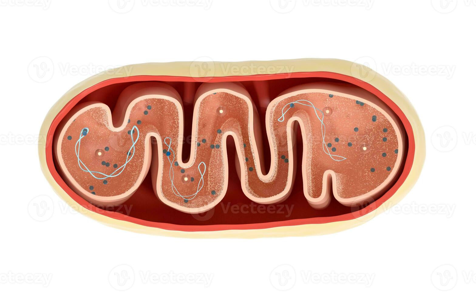 sección transversal ver de mitocondrias. médico informacion gráficos en blanco fondo, 3d representación. foto