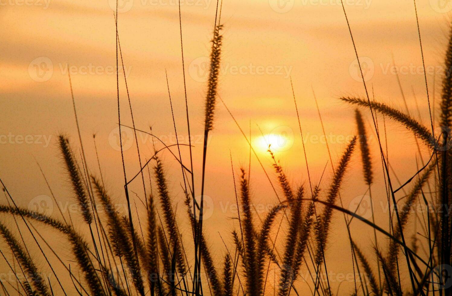 Tropical sea sunset tree sky view background photo