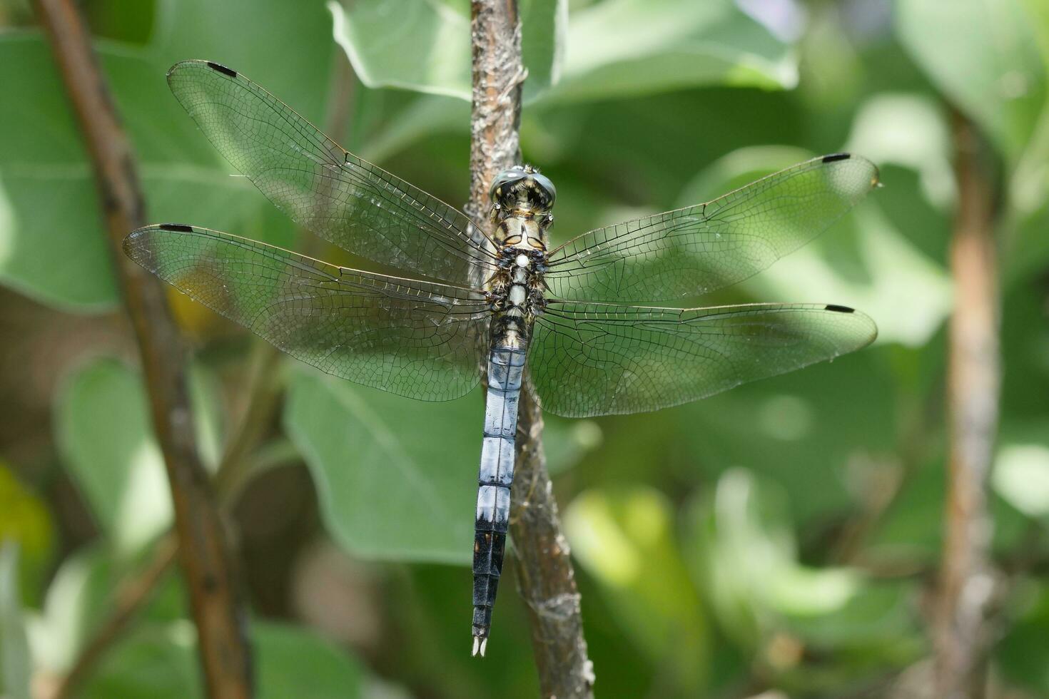 a dragonfly with black and white wings sitting on a branch photo