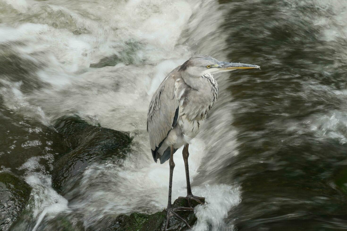 a bird standing on a rock in a river photo