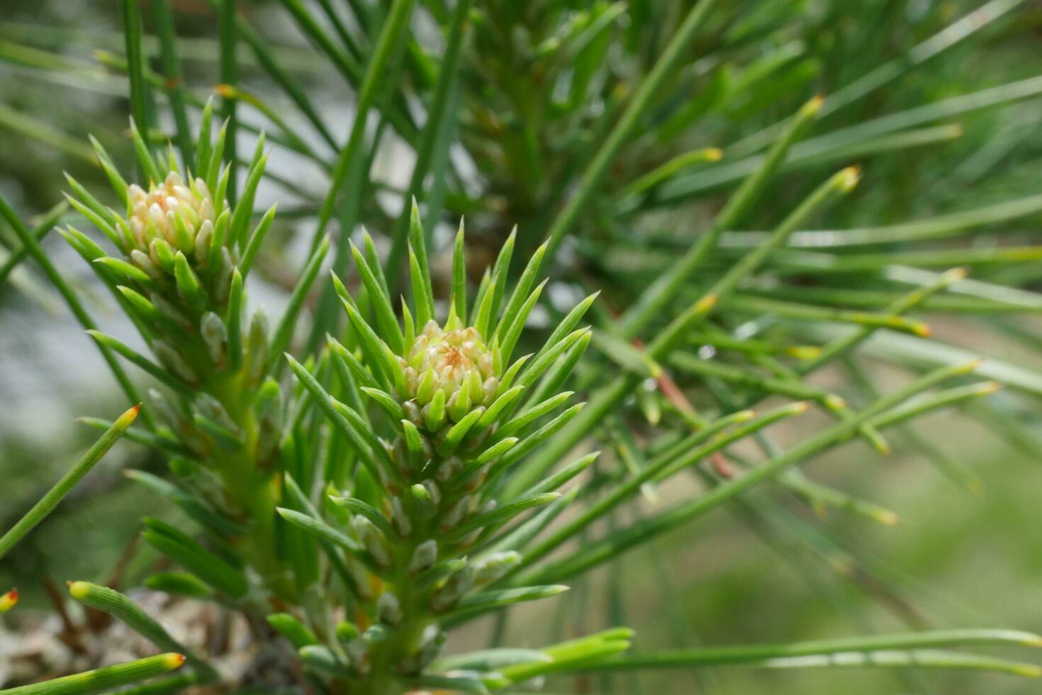 a close up of a pine tree with small green buds photo