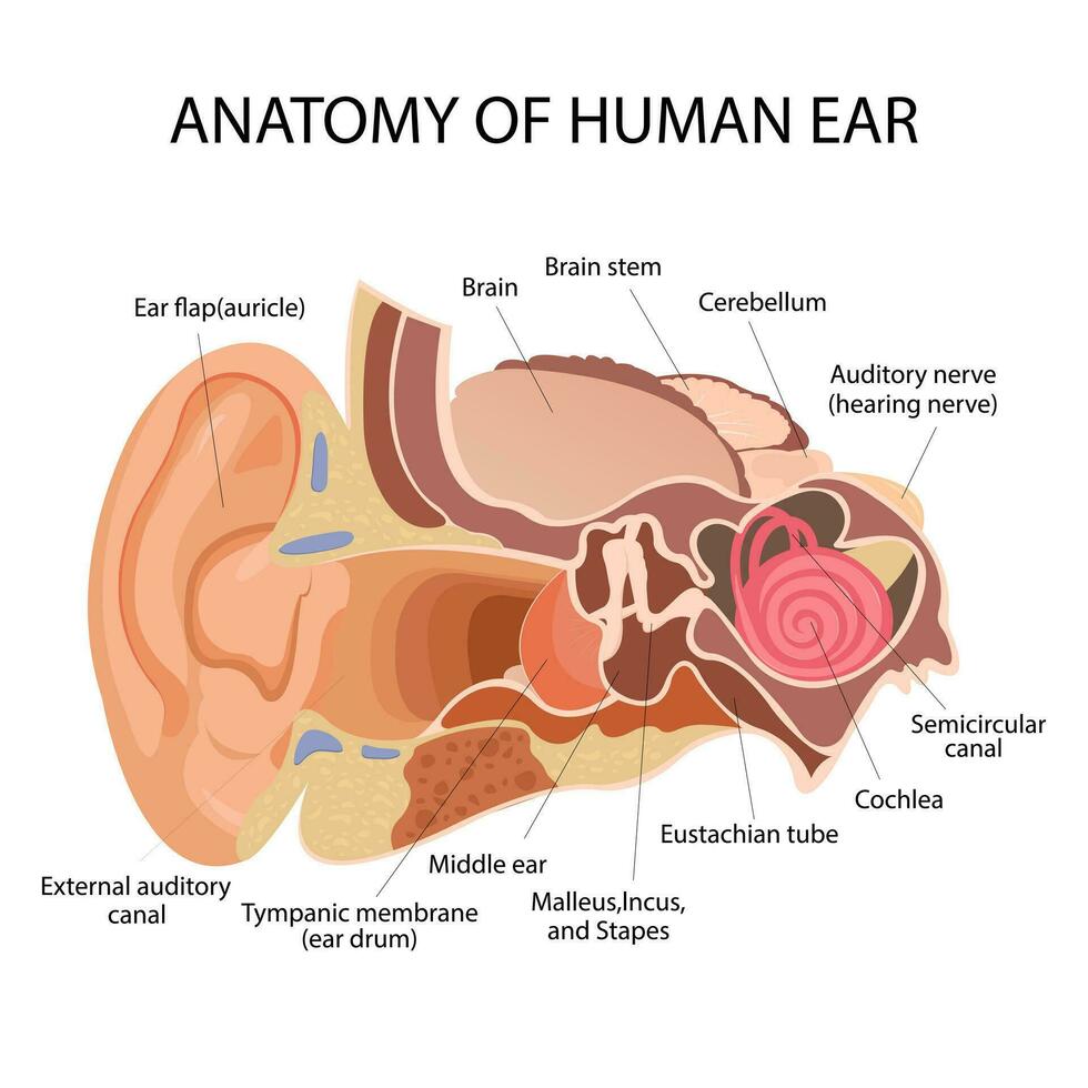 Anatomy of the human ear. The internal structure of the ears, the organ of hearing vector illustration. Human Sound Sensory Organs Medicine infographic