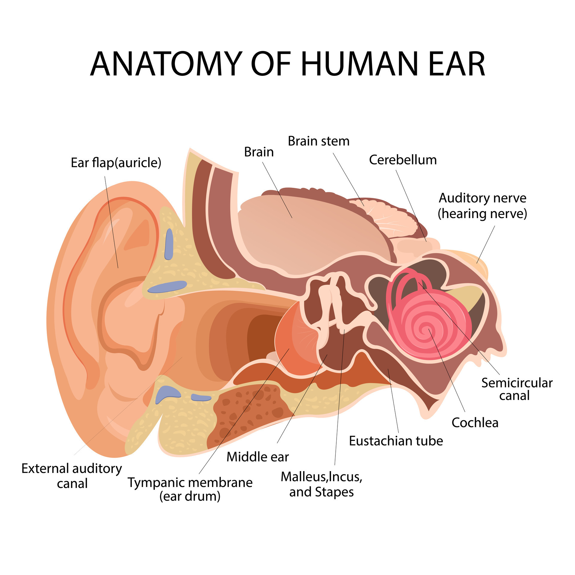 Anatomy Of The Human Ear The Internal Structure Of The Ears The Organ anatomy-of-the-human-ear-the-internal-structure-of-the-ears-the-organ