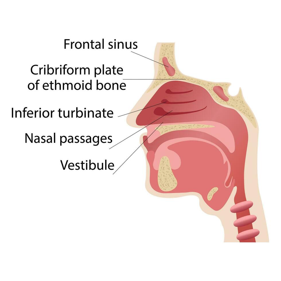 longitudinal sección de el diagrama de el anatomía de el humano nariz vector