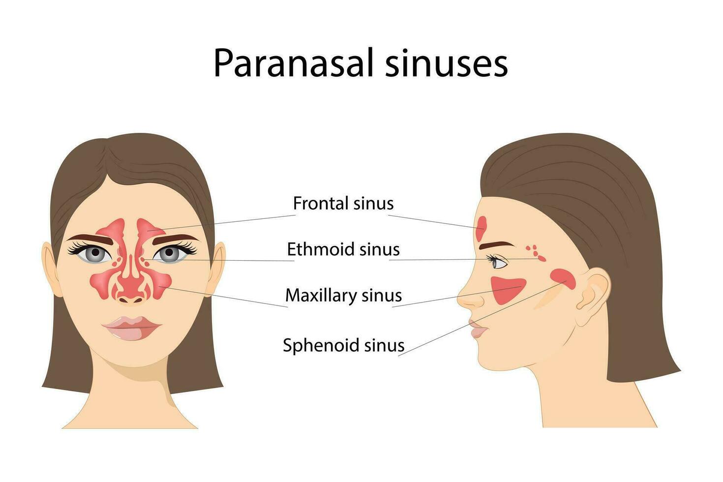 Paranasal sinuses. Frontal, ethmoidal, sphenoidal, and maxillary sinuses. Anterior and lateral view. Isolated vector illustration on a white background