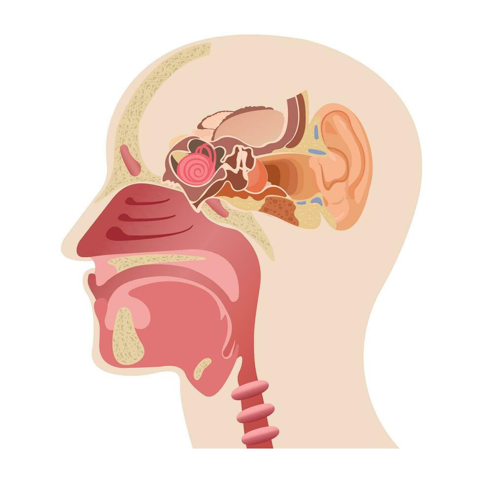 The middle part of the human head, the anatomy of the human nose, and the internal structure of the ears. Infographics of human sense organs and medicine vector