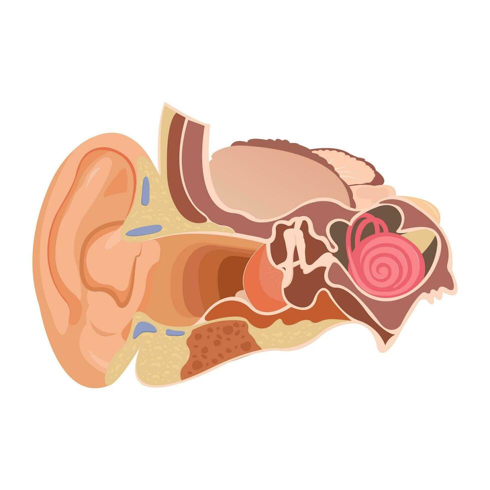 Anatomy of the human ear. The internal structure of the ears, the organ of hearing vector illustration. Human Sound Sensory Organs Medicine infographic