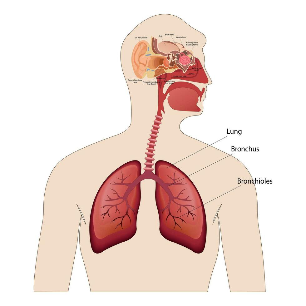 Anatomy of the human ear. The internal structure of the ears, the organ of hearing vector illustration. Human Sound Sensory Organs Medicine infographic