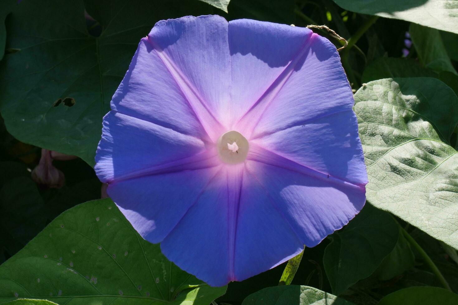 a large blue flower with a pink center photo