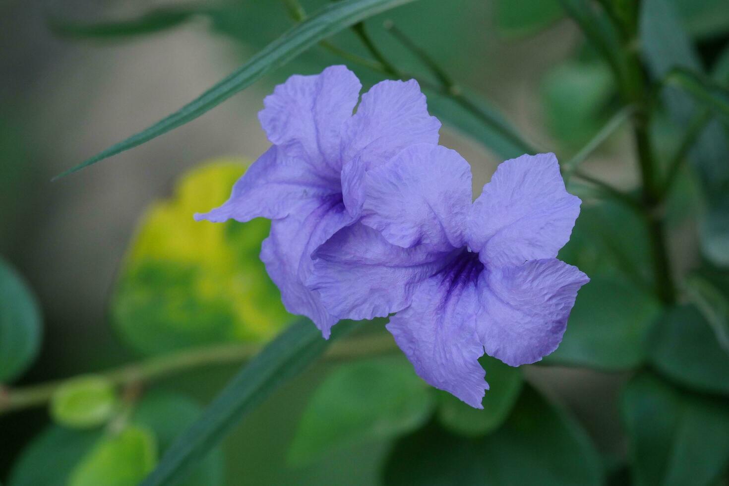 a purple flower with green leaves in the background photo