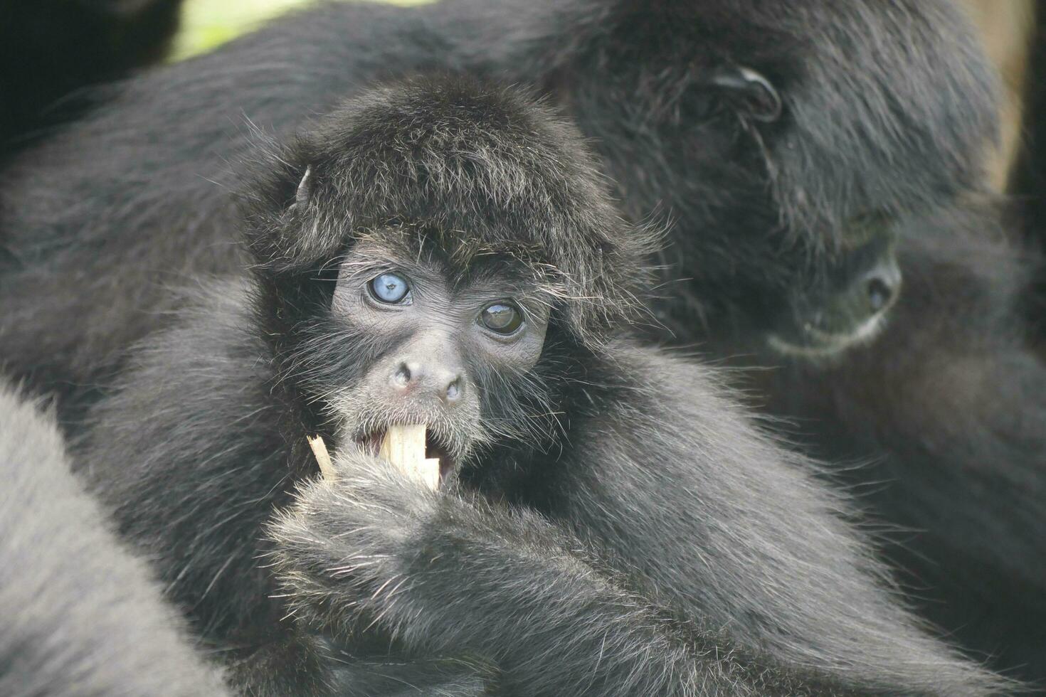 un bebé mono comiendo un pedazo de Fruta foto