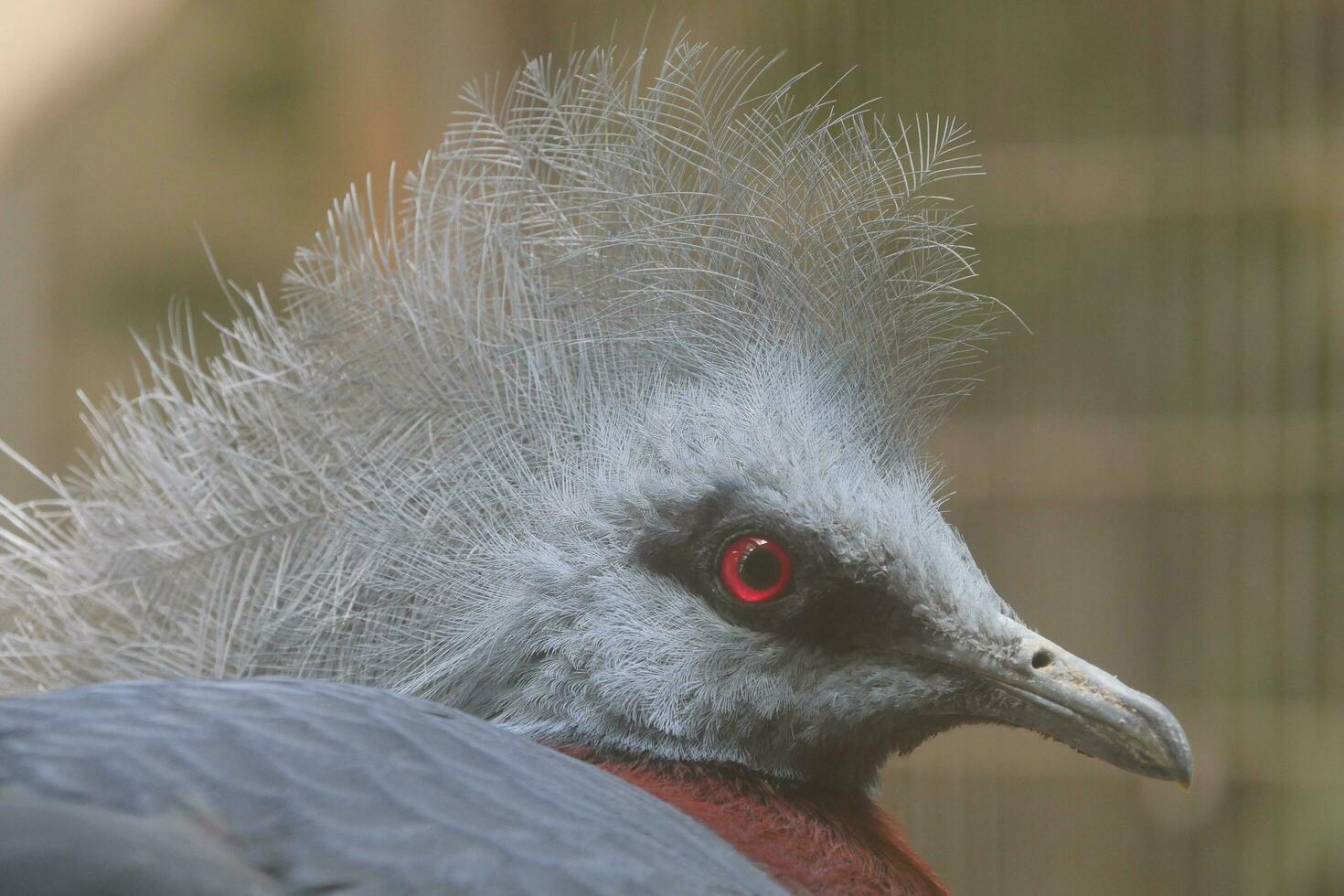 a bird with a long feathery head and a red eye photo