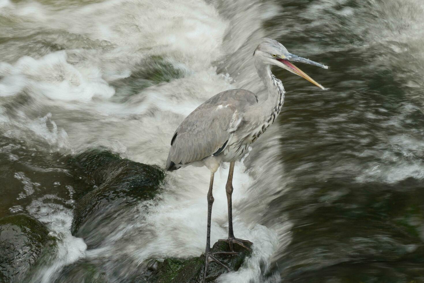 a bird standing on a rock in a river photo