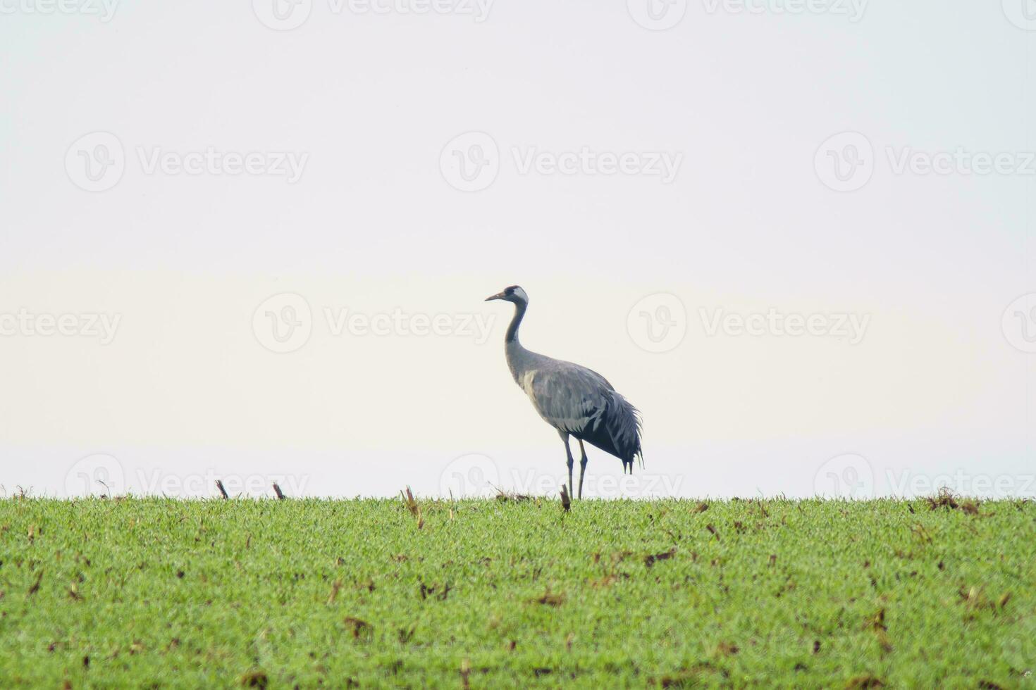 1 crane stand on a green field in spring photo