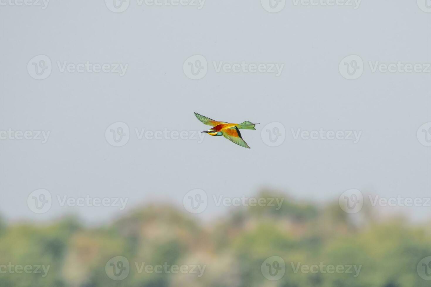 one colorful bee-eater Merops apiaster flies through the air hunting for insects photo