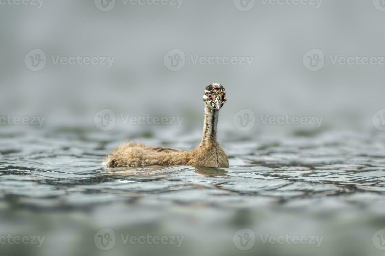 one young Great crested grebe chick Podiceps cristatus swims on a reflective lake photo