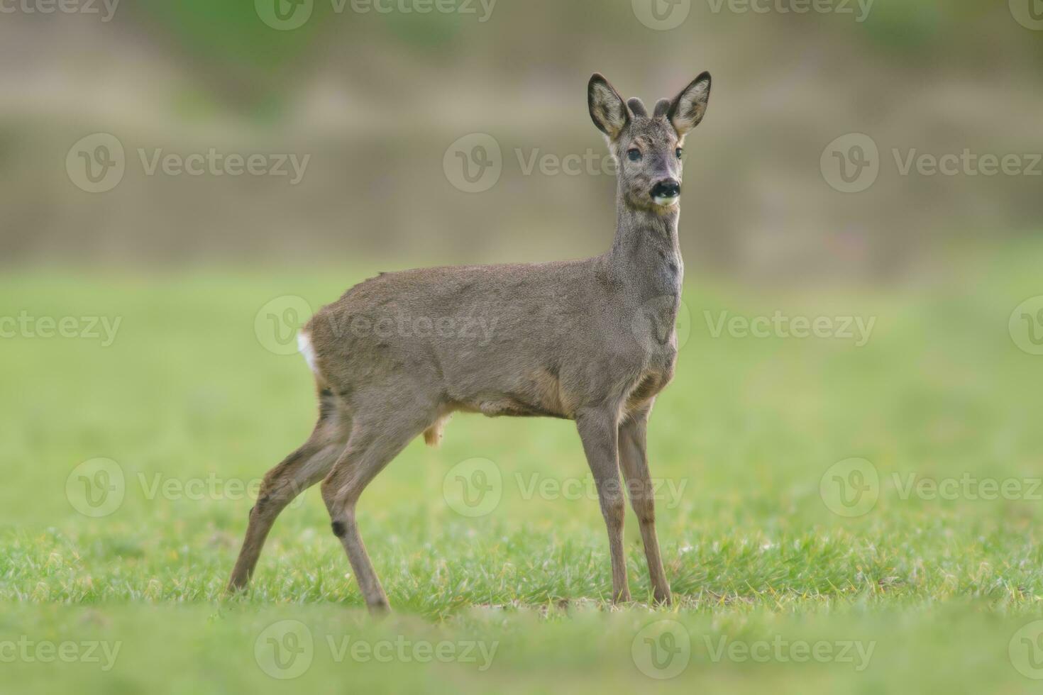 one Roe deer buck Capreolus capreolus stands on a green meadow and eats photo