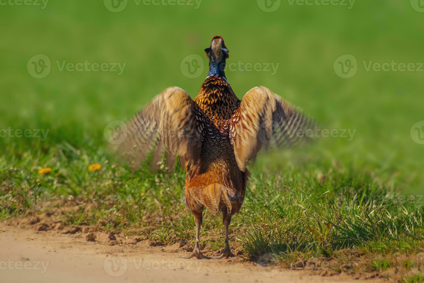 one pheasant rooster Phasianus colchicus stands on a dirt road and flaps its wings photo
