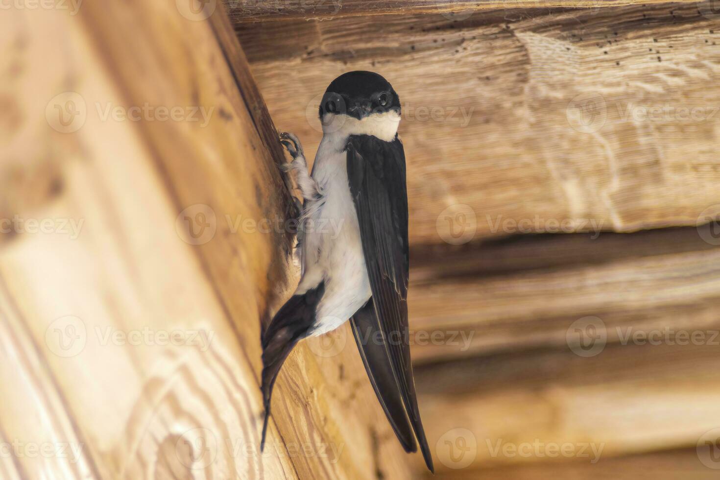 one house martin Delichon urbicum hangs on a wooden beam and begins to build a nest photo