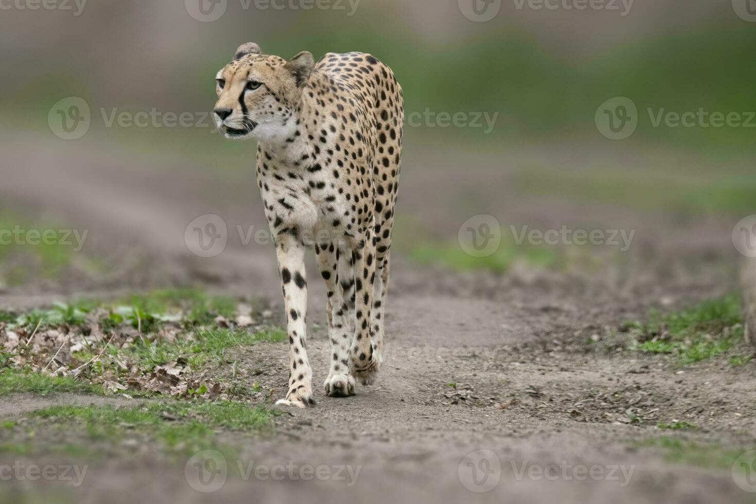 uno leopardo acinonyx jubatus esmeradamente camina en un sendero foto