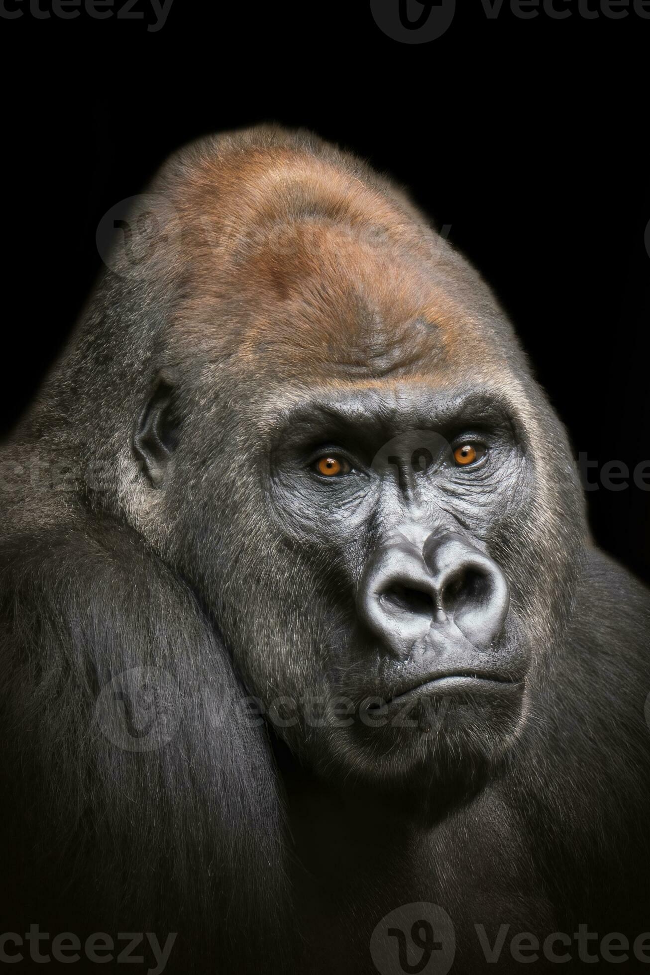 one portrait of an adult male gorilla 27827145 Stock Photo at Vecteezy