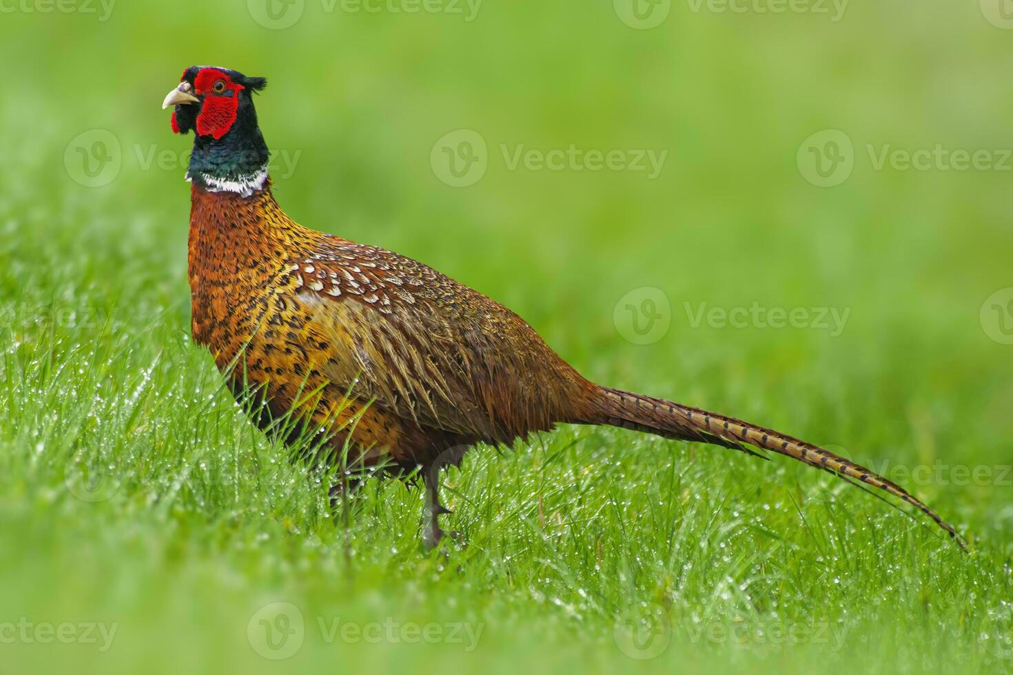 one pheasant rooster Phasianus colchicus stands on a green meadow photo