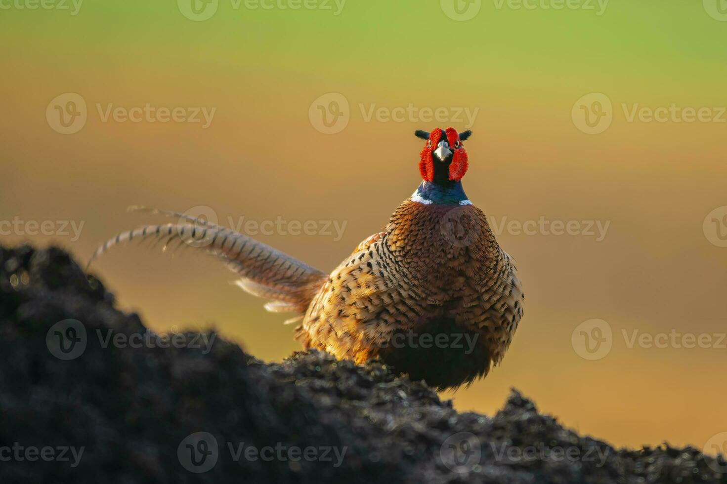 one pheasant rooster phasianus colchicus stands on a mound of earth photo