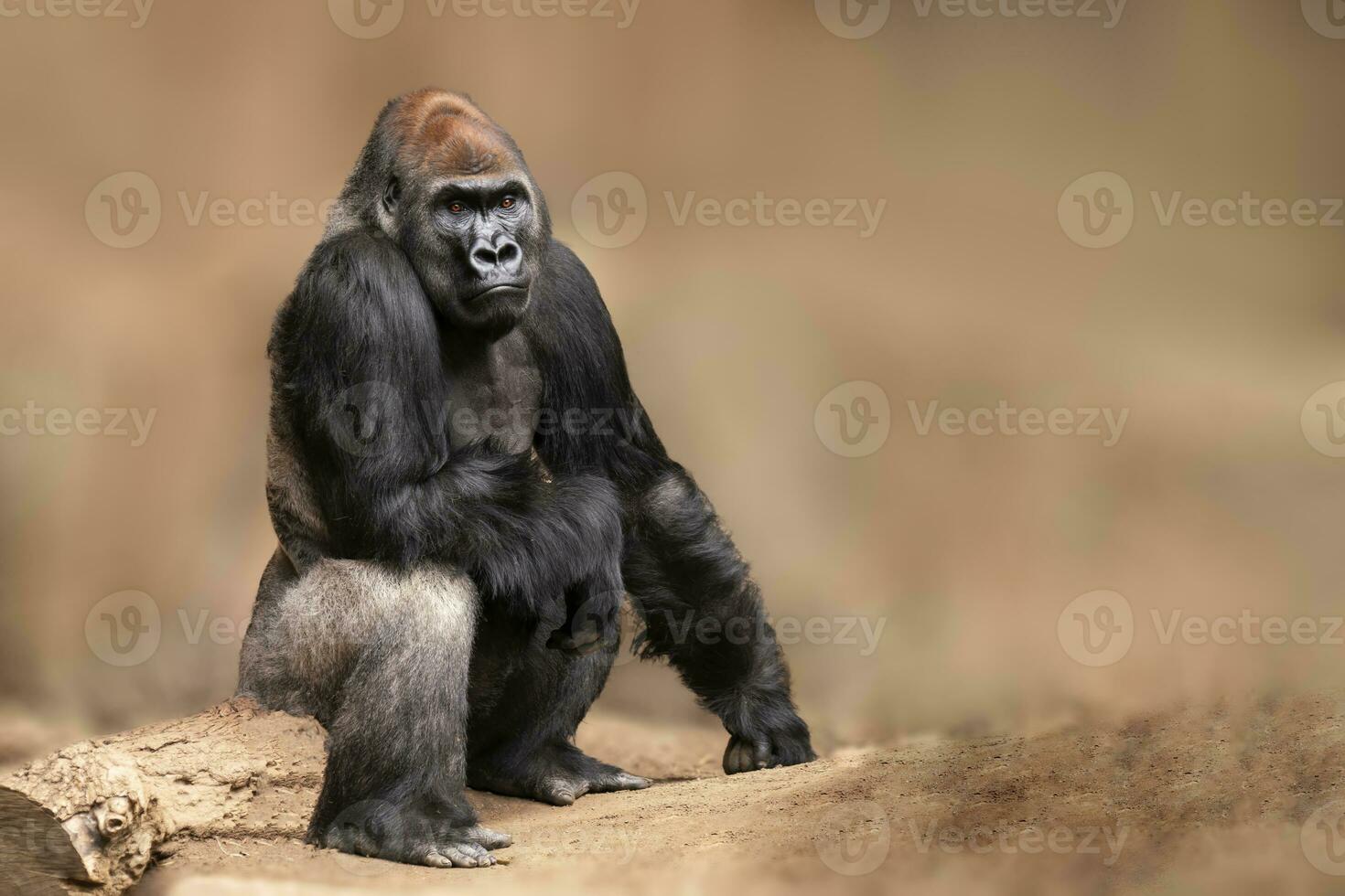 one Male gorilla sits on a tree trunk and observes the surroundings photo