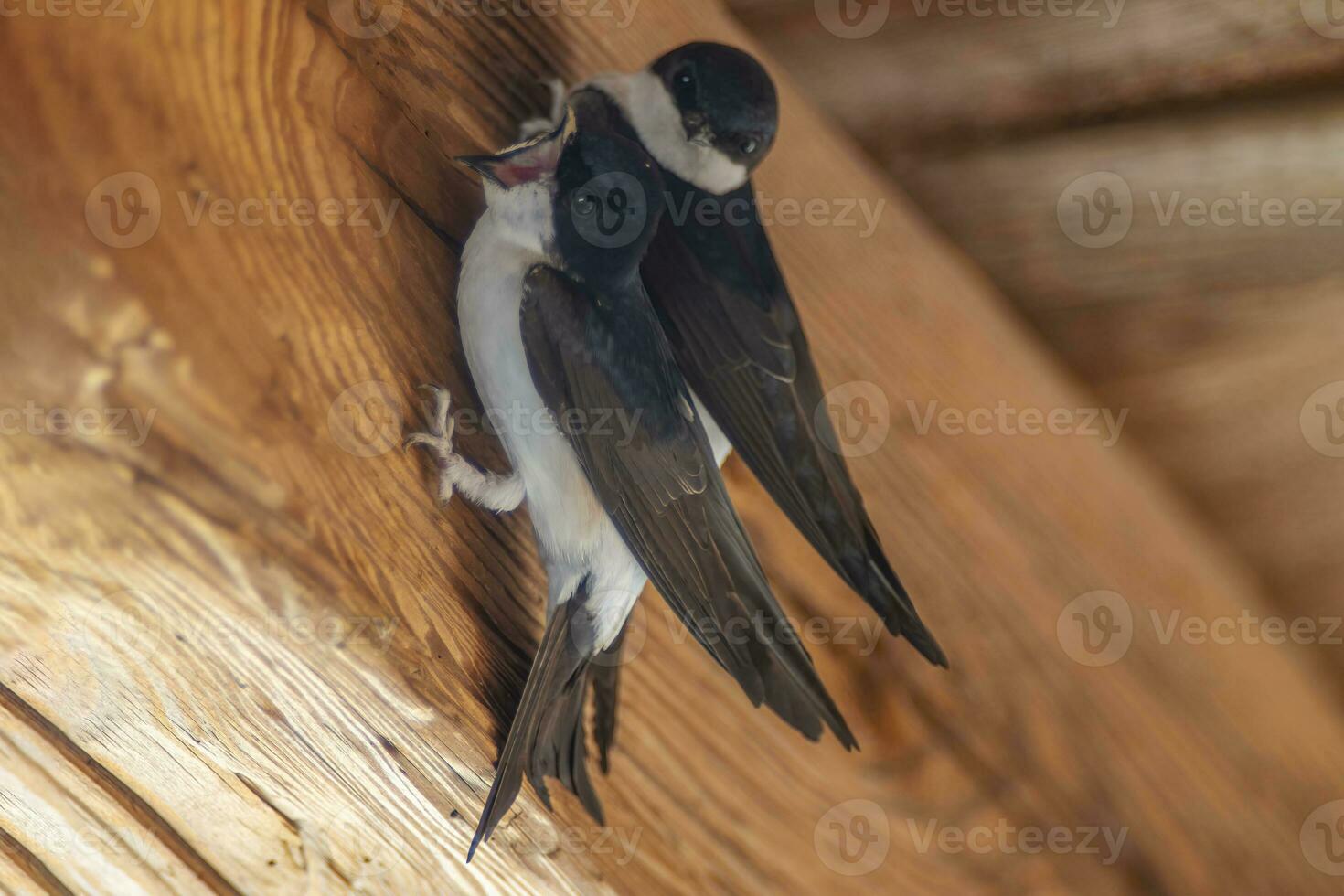 2 house martins Delichon urbicum hang on a wooden beam and begin to build a nest photo