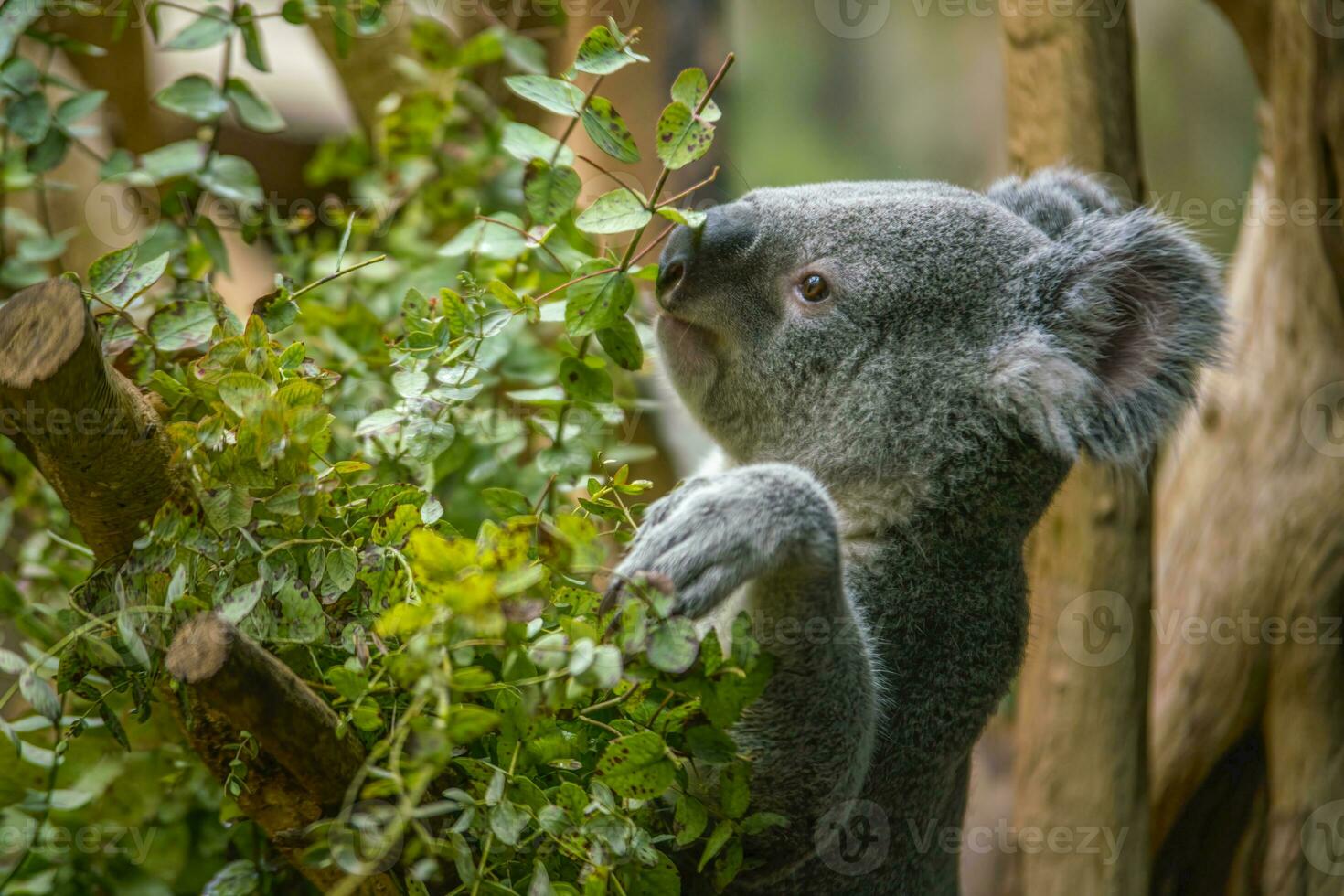 one Koala bear sits relaxed on a branch of a tree and looks very curious photo